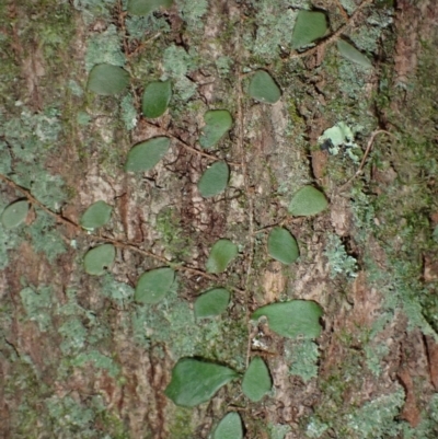 Pyrrosia rupestris (Rock Felt Fern) at Dignams Creek, NSW - 24 Apr 2024 by plants