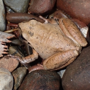 Litoria lesueuri (Lesueur's Tree-frog) at Kooraban National Park by plants