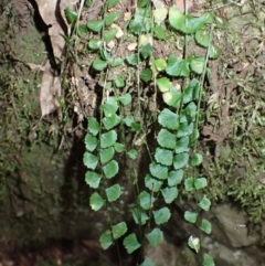 Asplenium flabellifolium (Necklace Fern) at Kooraban National Park - 24 Apr 2024 by plants