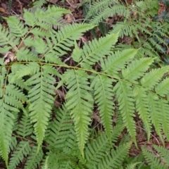 Pteris tremula (Tender Brake) at Kooraban National Park - 24 Apr 2024 by plants