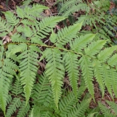 Pteris tremula (Tender Brake) at Dignams Creek, NSW - 24 Apr 2024 by plants