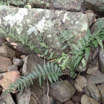 Christella dentata (Binung) at Dignams Creek, NSW - 24 Apr 2024 by plants