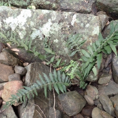 Christella dentata (Binung) at Kooraban National Park - 24 Apr 2024 by plants