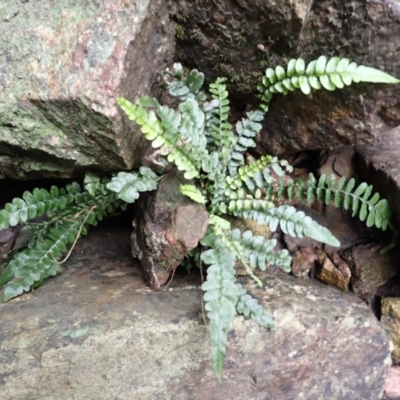 Blechnum rupestre (Small Rasp Fern) at Kooraban National Park - 24 Apr 2024 by plants