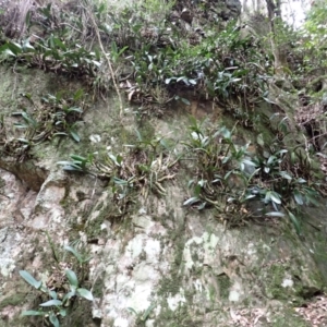 Dendrobium speciosum var. speciosum at Kooraban National Park - 24 Apr 2024