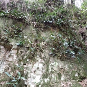 Thelychiton speciosa var. speciosa at Kooraban National Park - 24 Apr 2024