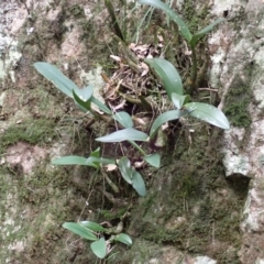 Thelychiton speciosa var. speciosa at Kooraban National Park - 24 Apr 2024