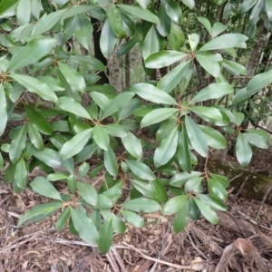 Myrsine howittiana at Kooraban National Park - 24 Apr 2024