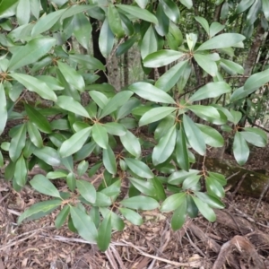 Myrsine howittiana (Brush Muttonwood) at Dignams Creek, NSW by plants