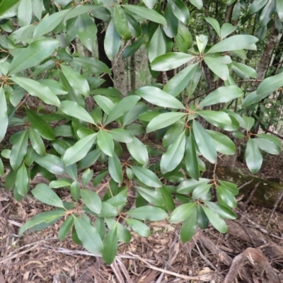 Myrsine howittiana (Brush Muttonwood) at Kooraban National Park - 24 Apr 2024 by plants