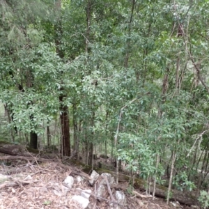 Myrsine howittiana at Kooraban National Park - 24 Apr 2024