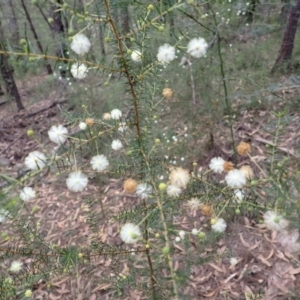 Acacia ulicifolia at Kooraban National Park - 24 Apr 2024 11:33 AM
