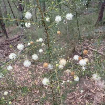 Acacia ulicifolia (Prickly Moses) at Kooraban National Park - 24 Apr 2024 by plants