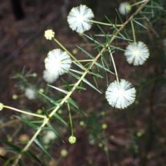 Acacia ulicifolia at Kooraban National Park - 24 Apr 2024 11:33 AM