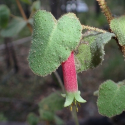 Correa reflexa (Common Correa, Native Fuchsia) at Dignams Creek, NSW - 24 Apr 2024 by plants