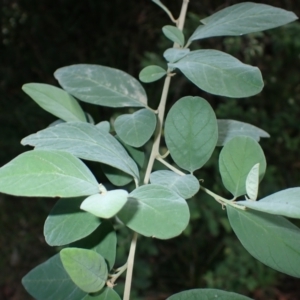 Pomaderris cinerea (Grey Pomaderris) at Dignams Creek, NSW by plants