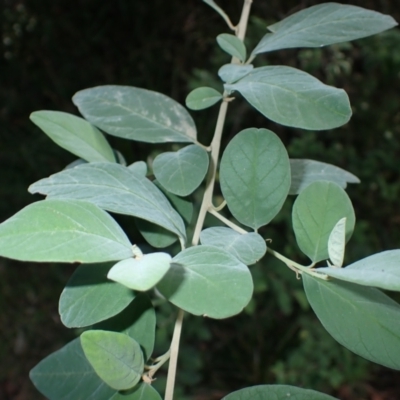 Pomaderris cinerea (Grey Pomaderris) at Dignams Creek, NSW - 24 Apr 2024 by plants