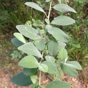 Pomaderris cinerea at Kooraban National Park - 24 Apr 2024 11:52 AM