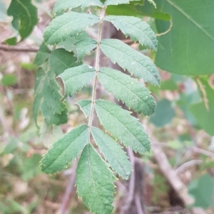 Sorbus domestica at Mount Majura - 29 Apr 2024