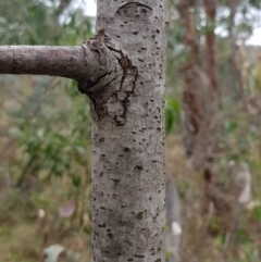 Sorbus domestica at Mount Majura - 29 Apr 2024 10:06 AM