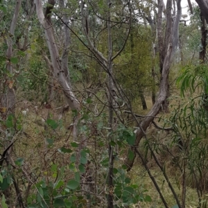 Sorbus domestica at Mount Majura - 29 Apr 2024