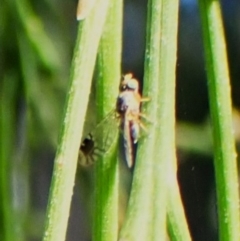 Trupanea (genus) (Fruit fly or seed fly) at Point 4081 - 3 Apr 2024 by CathB