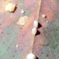 Psyllidae sp. (family) (Unidentified psyllid or lerp insect) at QPRC LGA - 1 May 2024 by Paul4K