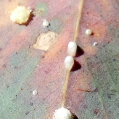 Unidentified Psyllid, lerp, aphid or whitefly (Hemiptera, several families) at Queanbeyan West, NSW - 30 Apr 2024 by Paul4K