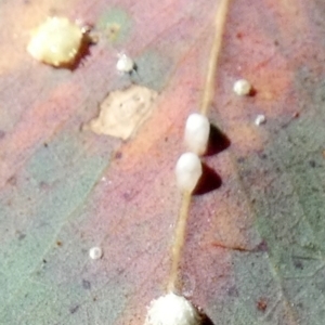 Glycaspis sp. (genus) at suppressed by Paul4K