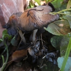Coprinellus etc. (An Inkcap) at QPRC LGA - 1 May 2024 by Paul4K