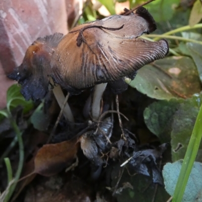 Coprinellus etc. (An Inkcap) at QPRC LGA - 1 May 2024 by Paul4K