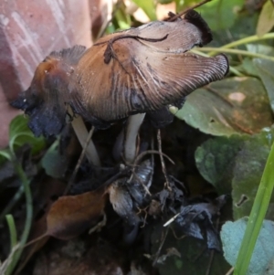 Coprinellus etc. (An Inkcap) at suppressed by Paul4K