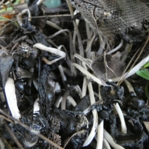 Coprinellus etc. at QPRC LGA - 1 May 2024