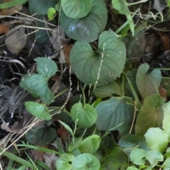 Coprinellus etc. at QPRC LGA - 1 May 2024