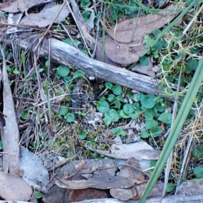 Corysanthes hispida (Bristly Helmet Orchid) at Point 4081 - 18 Apr 2024 by CathB