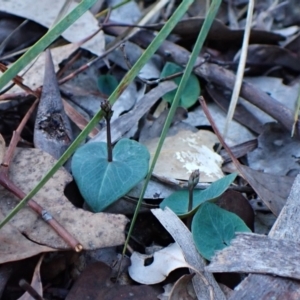 Acianthus collinus at Aranda Bushland - 18 Apr 2024