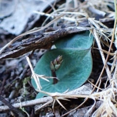 Acianthus collinus at Aranda Bushland - 18 Apr 2024