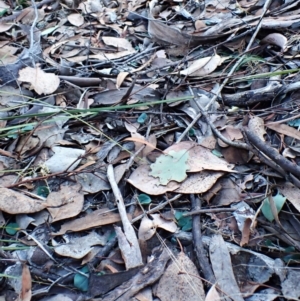 Acianthus collinus at Aranda Bushland - 18 Apr 2024