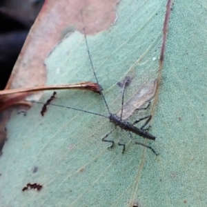 Tettigoniidae (family) at Point 4010 - 18 Apr 2024 05:23 PM