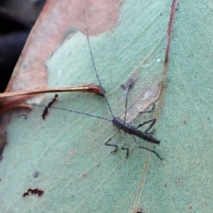 Unidentified Grasshopper, Cricket or Katydid (Orthoptera) at suppressed by CathB