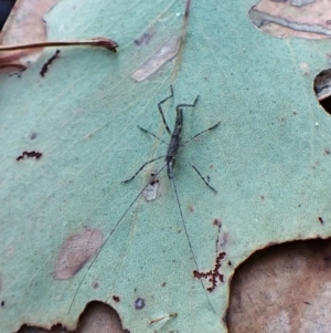 Tettigoniidae (family) at Point 4010 - 18 Apr 2024 05:23 PM