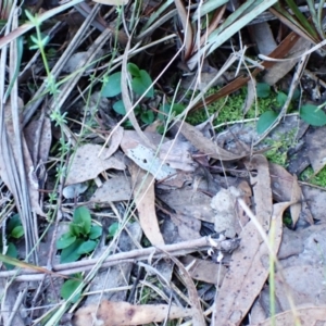 Pterostylis nutans at Aranda Bushland - suppressed