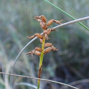 Corunastylis cornuta at Aranda Bushland - 18 Apr 2024