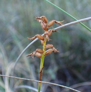 Corunastylis cornuta (Horned Midge Orchid) at Aranda, ACT by CathB