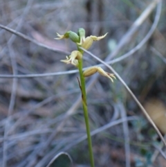 Corunastylis cornuta at Aranda Bushland - 18 Apr 2024