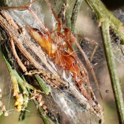 Cheiracanthium sp. (genus) (Unidentified Slender Sac Spider) at Mount Painter - 23 Apr 2024 by CathB