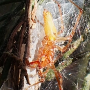 Cheiracanthium sp. (genus) at Mount Painter - 23 Apr 2024