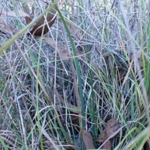 Calochilus platychilus at Mount Painter - suppressed