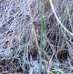 Calochilus platychilus at Mount Painter - suppressed