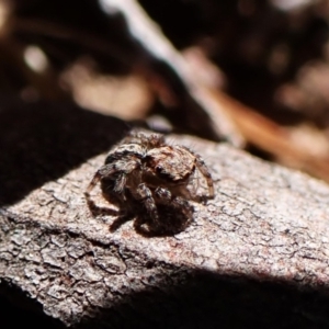 Euophryinae sp. (Rockhopper) undescribed at Aranda Bushland - 24 Apr 2024 01:05 PM